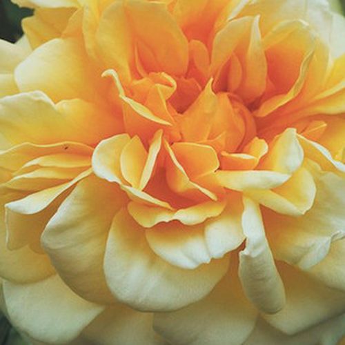 Comprar rosales online - Amarillo - Rosas nostálgicas - rosa de fragancia intensa - Rosal Claudia Cardinale™ - Dominique Massad - -